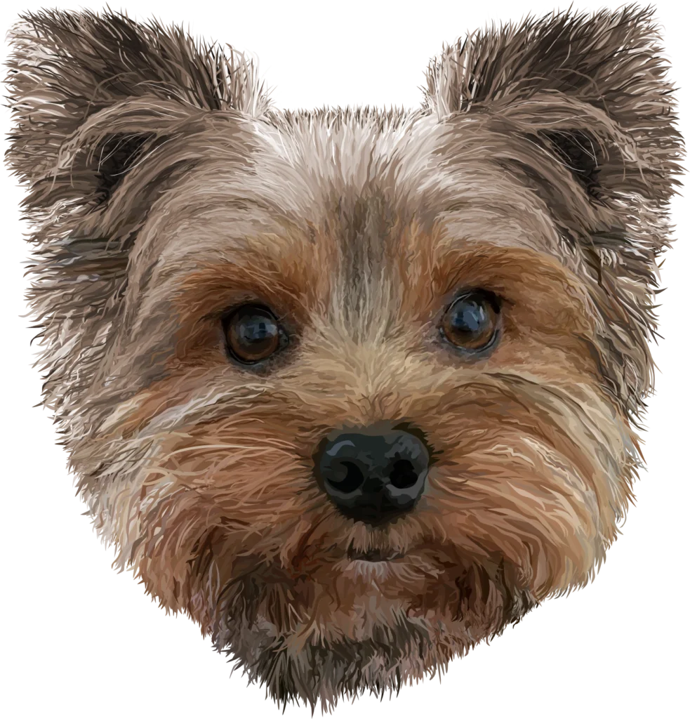 Image of a drawing of a Yorkshire Terrier's face